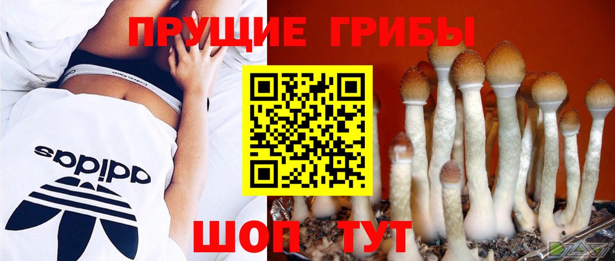Галлюциногенные грибы GOLDEN TEACHER Дальнегорск